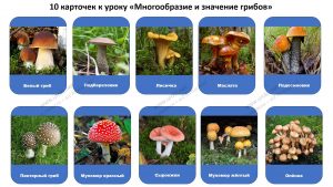 Карточки, раздаточный материал Многообразие и значение грибов - конспект урока биологии