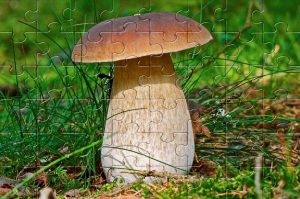 Пазлы Многообразие и значение грибов - конспект урока биологии