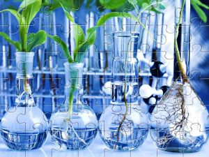 Пазлы Ботаника – наука о растениях - конспект урока