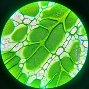 хлорофилла, микроскоп, клетки