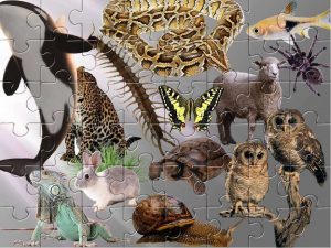 Пазлы Многообразие организмов - конспект урока