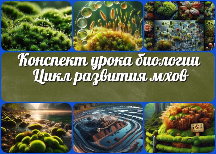 Цикл развития мхов. Роль мхов в природе и деятельности человека - конспект урока биологии