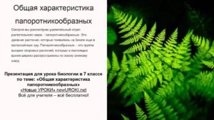 Презентация Характеристика папоротникообразных - конспект урока биологии