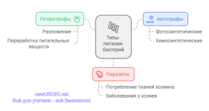 Классификация бактерий по типам питания