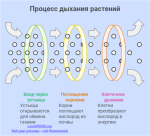 Процесс дыхания растений