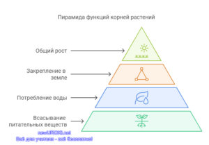 Роль корней в питании растений