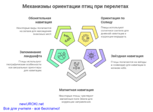 Инфографика: Механизмы ориентации птиц при перелетах