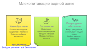 Инфографика: Млекопитающие водной зоны