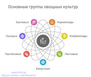 Инфографика: Основные группы овощных сельхозкультур