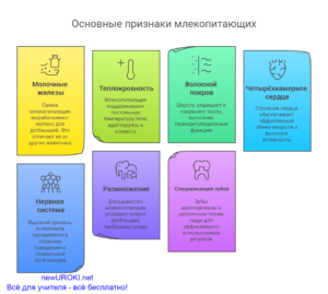 Инфографика: Основные признаки млекопитающих