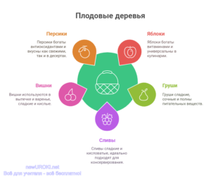 Инфографика: Плодовые деревья