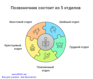 Инфографика: Позвоночник состоит из 5 отделов