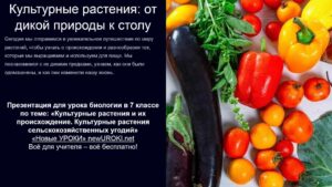 Презентация Культурные растения и их происхождение - конспект урока