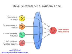 Инфографика: Зимние стратегии выживания птиц