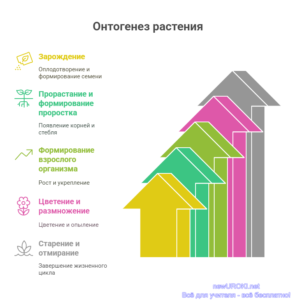 Инфографика: Онтогенез растения Инфографика: Онтогенез растения
