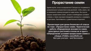 Презентация Прорастание семян - конспект урока биологии Презентация Прорастание семян - конспект урока биологии
