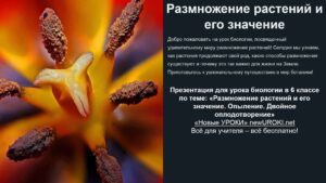 Презентация Размножение растений и его значение. Опыление. Двойное оплодотворение - конспект урока биологии Презентация Размножение растений и его значение. Опыление. Двойное оплодотворение - конспект урока биологии