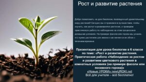 Презентация Рост и развитие растения - конспект урока биологии Презентация Рост и развитие растения - конспект урока биологии