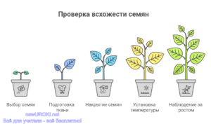 Инфографика: Проверка всхожести семян Инфографика: Проверка всхожести семян