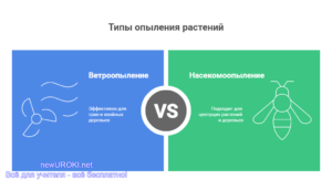 Инфографика: Типы опыления растений Инфографика: Типы опыления растений