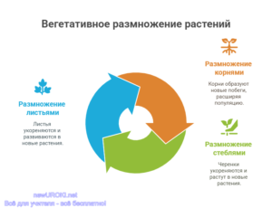 Инфографика: Вегетативное размножение растений Инфографика: Вегетативное размножение растений