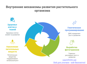 Инфографика: Внутренние механизмы развития растительного организма Инфографика: Внутренние механизмы развития растительного организма