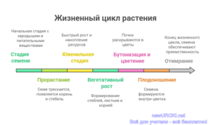 Инфографика: Жизненный цикл растения Инфографика: Жизненный цикл растения