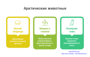 Инфографика: Арктические животные Инфографика: Арктические животные