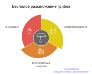 Инфографика: Бесполое размножение грибов Инфографика: Бесполое размножение грибов