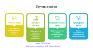 Инфографика: Группы шляпочных грибов Инфографика: Группы шляпочных грибов