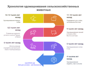 Инфографика: Хронология одомашнивания сельскохозяйственных животных Инфографика: Хронология одомашнивания сельскохозяйственных животных