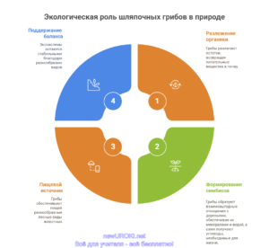 Инфографика: Экологическая роль шляпочных грибов в природе Инфографика: Экологическая роль шляпочных грибов в природе