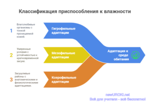 Инфографика: Классификация приспособления к влажности Инфографика: Классификация приспособления к влажности