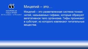 Мицелий – это Мицелий – это