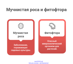 Инфографика: Мучнистая роса и фитофтора Инфографика: Мучнистая роса и фитофтора