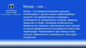 Мукор – это Мукор – это