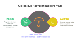 Инфографика: Основные части плодового тела гриба Инфографика: Основные части плодового тела гриба