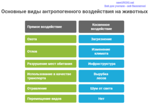 Инфографика: Основные виды антропогенного воздействия на животных Инфографика: Основные виды антропогенного воздействия на животных