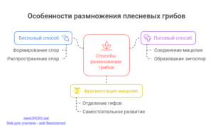 Инфографика: Особенности размножения плесневых грибов Инфографика: Особенности размножения плесневых грибов