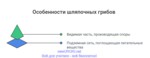 Инфографика: Особенности шляпочных грибов Инфографика: Особенности шляпочных грибов