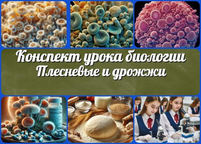 Плесневые и дрожжи. Практическая работа «Изучение строения одноклеточных (мукор) и многоклеточных (пеницилл) плесневых грибов» - конспект урока биологии