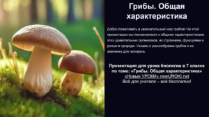 Презентация Грибы. Общая характеристика - конспект урока биологии Презентация Грибы. Общая характеристика - конспект урока биологии