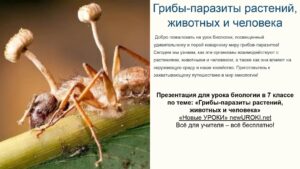 Презентация Грибы-паразиты растений, животных и человека - конспект урока биологии Презентация Грибы-паразиты растений, животных и человека - конспект урока биологии