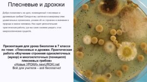 Презентация Плесневые и дрожжи - конспект урока биологии Презентация Плесневые и дрожжи - конспект урока биологии