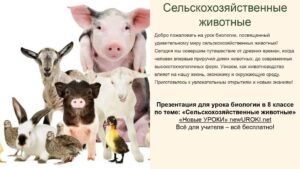 Презентация Сельскохозяйственные животные - конспект урока биологии Презентация Сельскохозяйственные животные - конспект урока биологии
