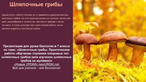 Презентация Шляпочные грибы - конспект урока биологии Презентация Шляпочные грибы - конспект урока биологии