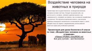 Презентация Воздействие человека на животных в природе - конспект урока биологии Презентация Воздействие человека на животных в природе - конспект урока биологии