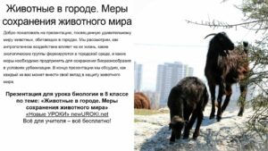 Презентация Животные в городе. Меры сохранения животного мира - конспект урока биологии Презентация Животные в городе. Меры сохранения животного мира - конспект урока биологии