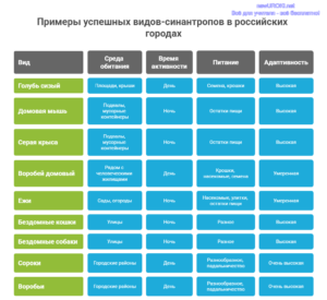 Инфографика: Примеры успешных видов-синантропов в российских городах Инфографика: Примеры успешных видов-синантропов в российских городах