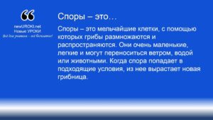 Споры – это Споры – это